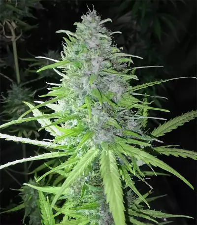 Speedy Chile Fast Flowering (RQS) Cannabis-Samen