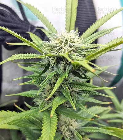 Strawberry Banana (Big Head Seeds) Cannabis-Samen