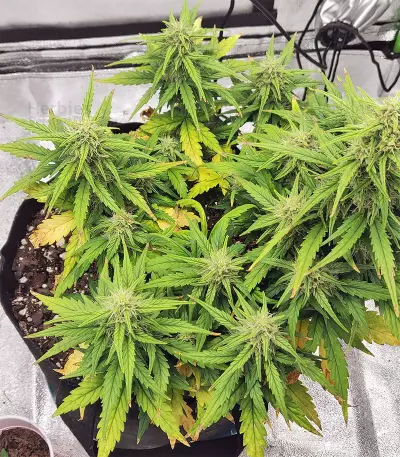 Strawberry Gum (Advanced Seeds) Cannabis-Samen