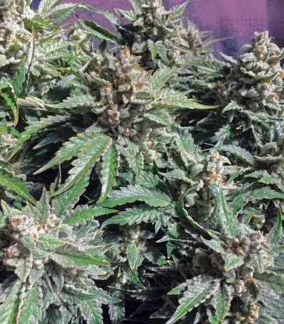 Strawberry Nuggets Auto (Mephisto Genetics) Cannabis-Samen