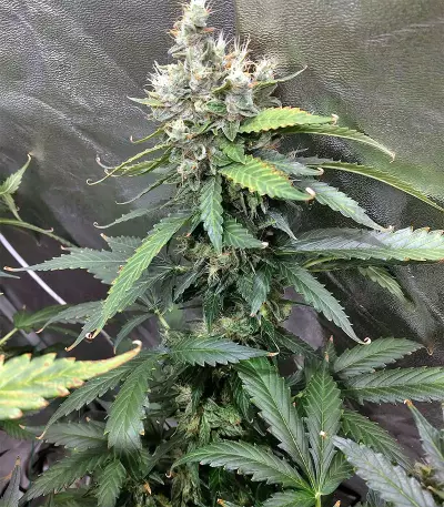 Super Skunk (Seedstockers) Cannabis-Samen