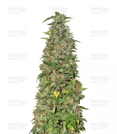 THC Pro (Big Head Seeds) Cannabis-Samen