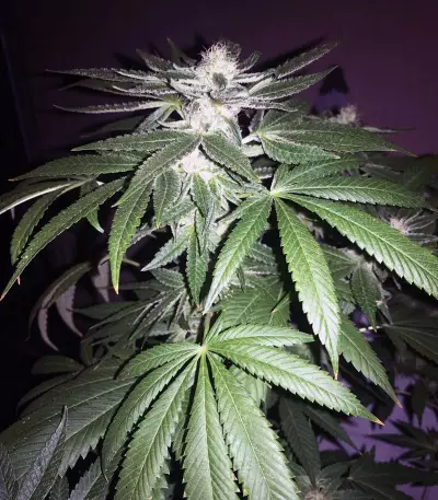 Wedding Gelato (RQS) Cannabis-Samen