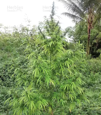 Zamaldelica regular (Ace Seeds) Cannabis-Samen