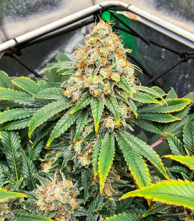 Blueberry OG feminisierte Samen (AlphaFem Seeds)