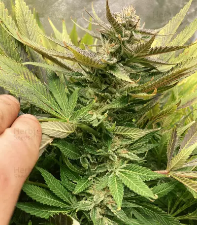 Caramelo (Delicious Seeds)