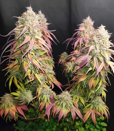 Cotton Candy Cane (Emerald Triangle Seeds) Cannabis-Samen