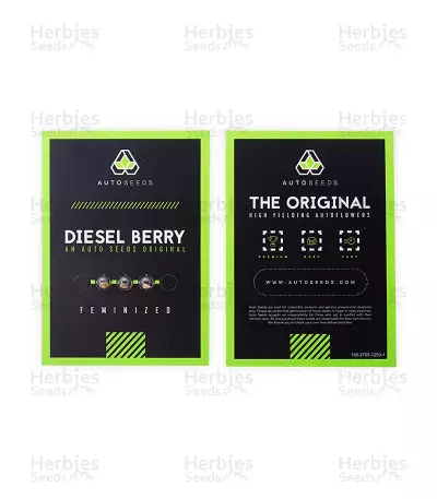 Diesel Berry Auto (Auto Seeds) Cannabis-Samen