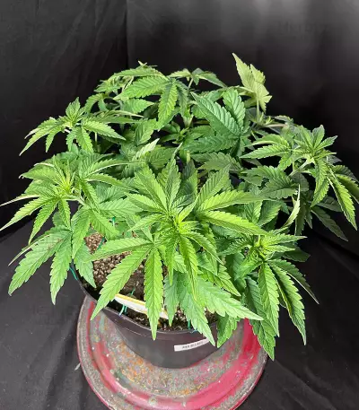Kalashnikova (GHS) Cannabis-Samen