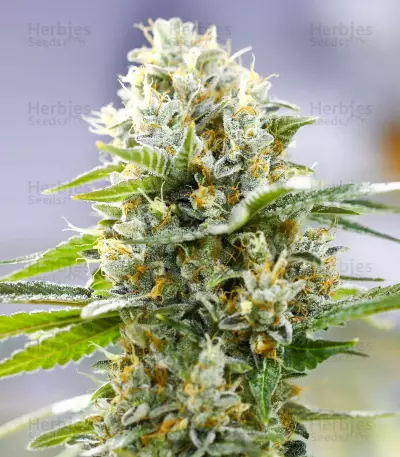 Lemon Haze Auto (Expert Seeds) Cannabis-Samen