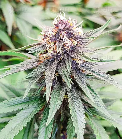 Punch Cookies feminisierte Samen (AlphaFem Seeds)