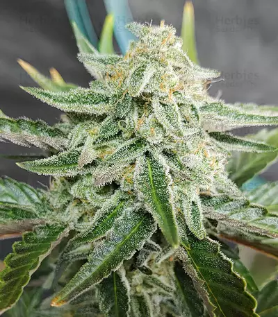 Purple Punch Auto feminisierte Samen (Fast Buds)