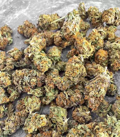 Sith OG feminisierte Samen (AlphaFem Seeds)
