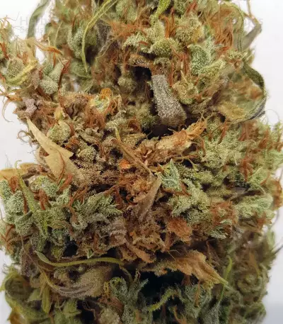 Amnesia Mac Ganja (Kera Seeds) Cannabis-Samen