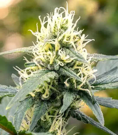 Auto Anonymass (Critical Mass Collective Seeds) Cannabis-Samen