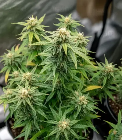 Auto White Widow XXL (00 Seeds)