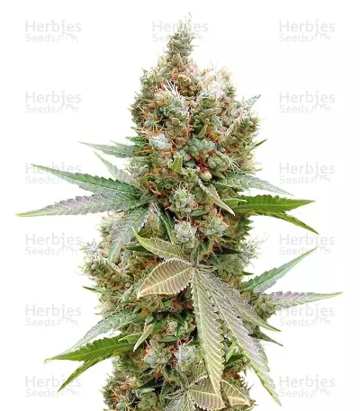 Banana Sapphire Samen feminisiert (Humboldt Seeds Organization)