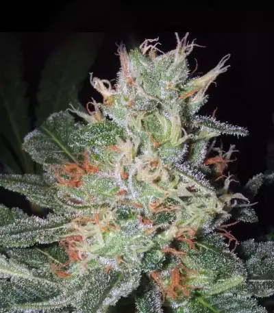 Big Bud (Seedstockers) Cannabis-Samen