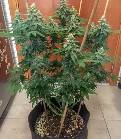 Bruce Banner #3 (BlimBurn Seeds) Cannabis-Samen