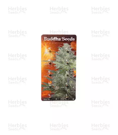 Buddha Red Dwarf Auto (Buddha Seeds) Cannabis-Samen
