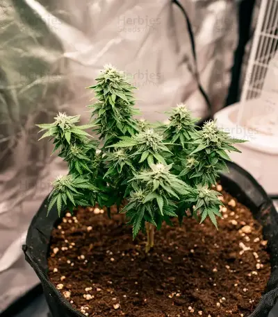 Buzz Bomb (Bomb Seeds) Cannabis-Samen