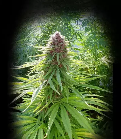 ErdPurt (Ace Seeds) Cannabis-Samen