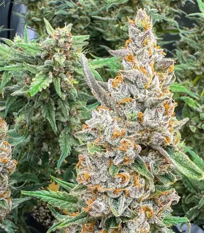 Godzilla Cookies Auto feminisierte Samen (Herbies Seeds)