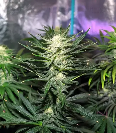Gorilla Ice Cream (Expert Seeds) Cannabis-Samen
