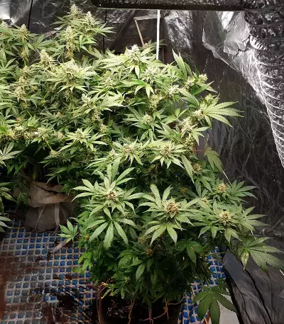 Gorilla Z (Big Head Seeds) Cannabis-Samen