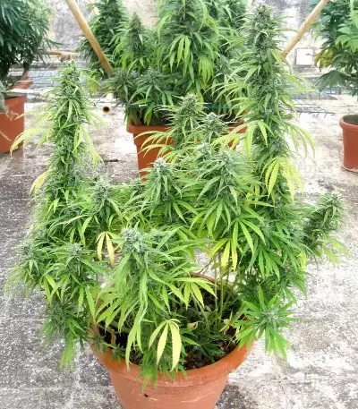 Humboldt Headband feminisierte Samen (Humboldt Seed Company)