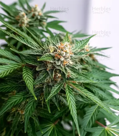 K.C. 48 Auto (K.C. Brains Seeds) Cannabis-Samen