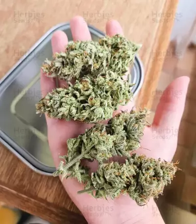 Lemon Cherry Gelato Auto R3 feminisierte Samen (Ethos Genetics)