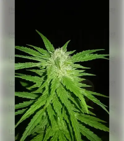 Permanent Marker (Blimburn Seeds)