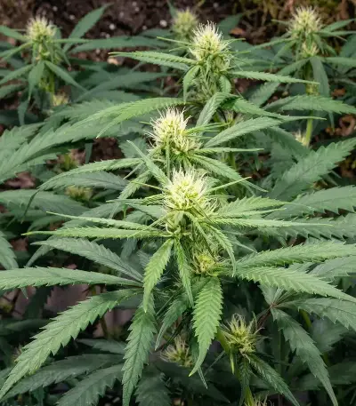 Psychotropic Mass (Critical Mass Collective Seeds) Cannabis-Samen