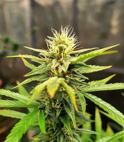 Royal Purple Kush Auto (Emerald Triangle Seeds) Cannabis-Samen