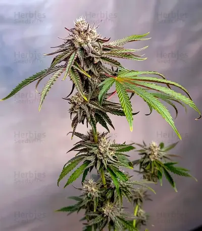 Super Lemon Haze x GMO (GHS)