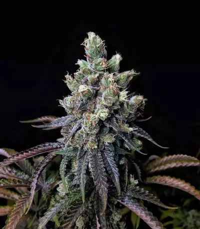 Z (Blackskull Seeds) Cannabis-Samen