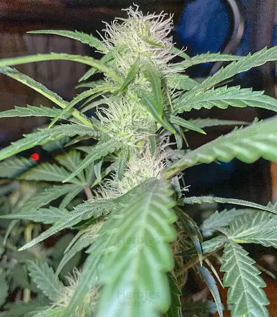 Watermelon Z Auto Samen feminisiert (Barney's Farm)