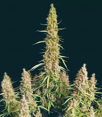 Wedding Glue Auto feminisierte Samen (Seedstockers)