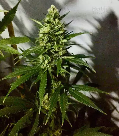 White Cheese Auto (Sumo Seeds) Cannabis-Samen