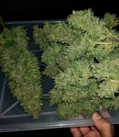 Deep Cheese (Dinafem Seeds) Cannabis-Samen