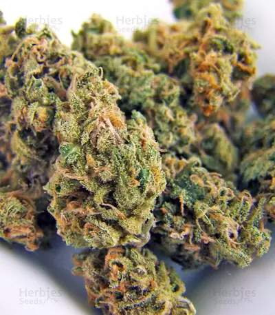 Neville's Haze (GHS) Cannabis-Samen