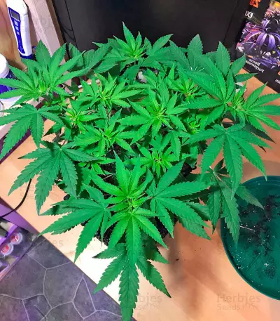 Hawaii Maui Waui (Nirvana Seeds) Cannabis-Samen