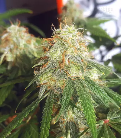 Auto Blueberry (Dutch Passion) Cannabis-Samen