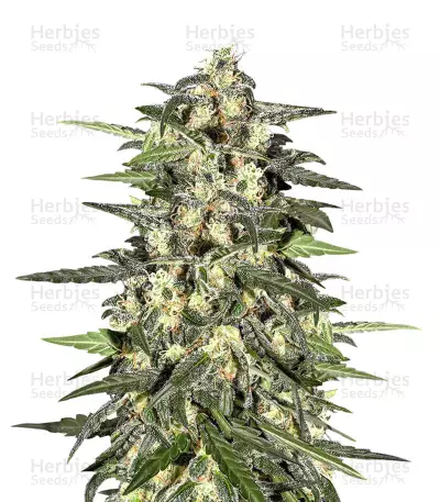 Jack Herer Auto (Auto JH) (Original Sensible Seeds) Cannabis-Samen