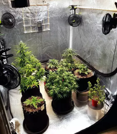 Auto Lemon Kix strain