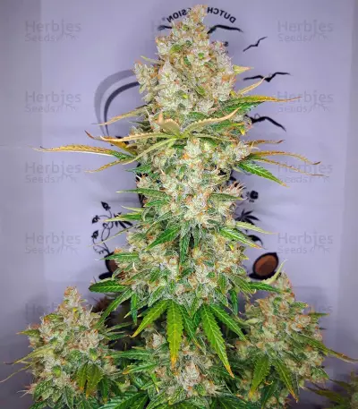 Auto Lemon Kix strain