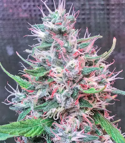 Bruce Banner #3 (Big Head Seeds) Cannabis-Samen