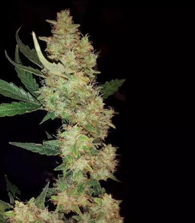 Buddha Magnum Auto regular (Buddha Seeds) Cannabis-Samen