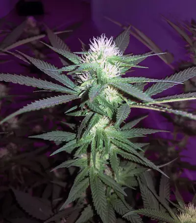 Buddha Medikit CBD (Buddha Seeds) Cannabis-Samen